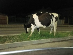14429254_1193082617418075_1841561311_n