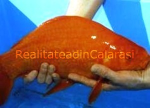 cel-mai