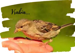 vrabia