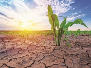 Young corn growing in dry environment