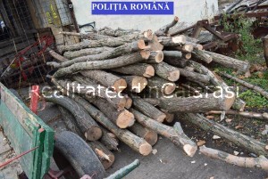 Arbori
