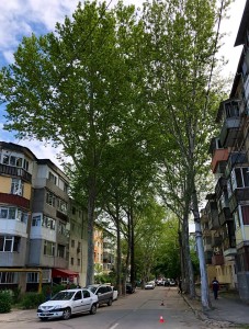 stirbei